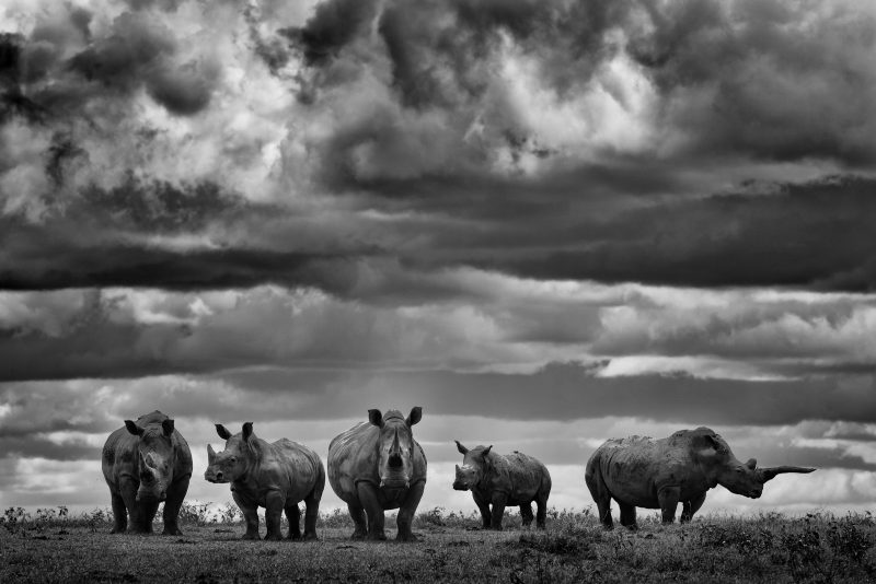 Black and white rhinos by Shannon Wild