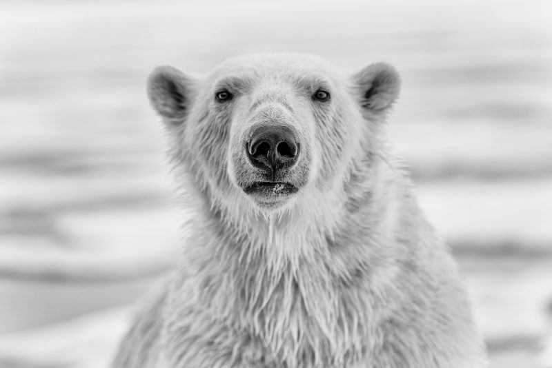 Black and white polar bear portrait by shannon wild