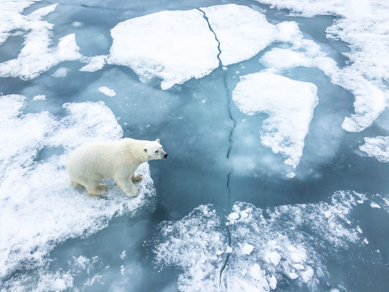 Polar Bear by Shannon Wild