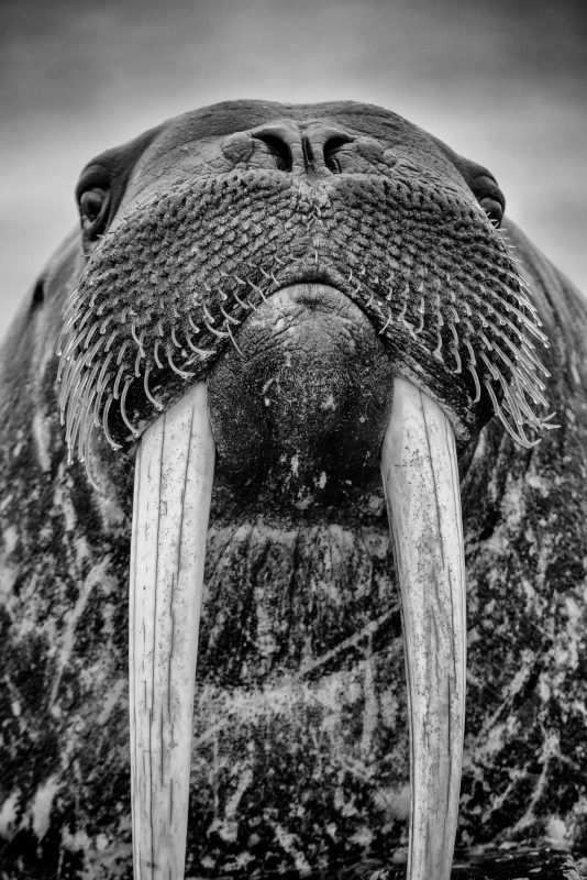 Black and white walrus by Shannon Wild