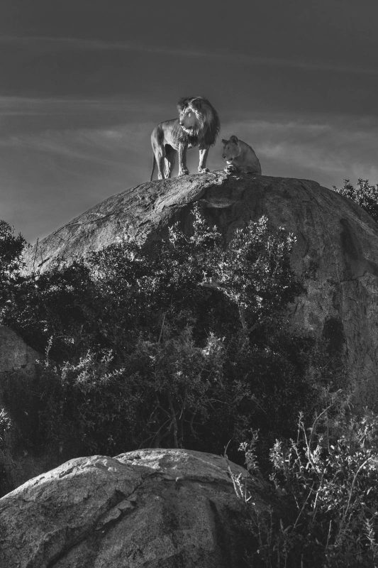 Lion and lioness on top of a rock - black and white