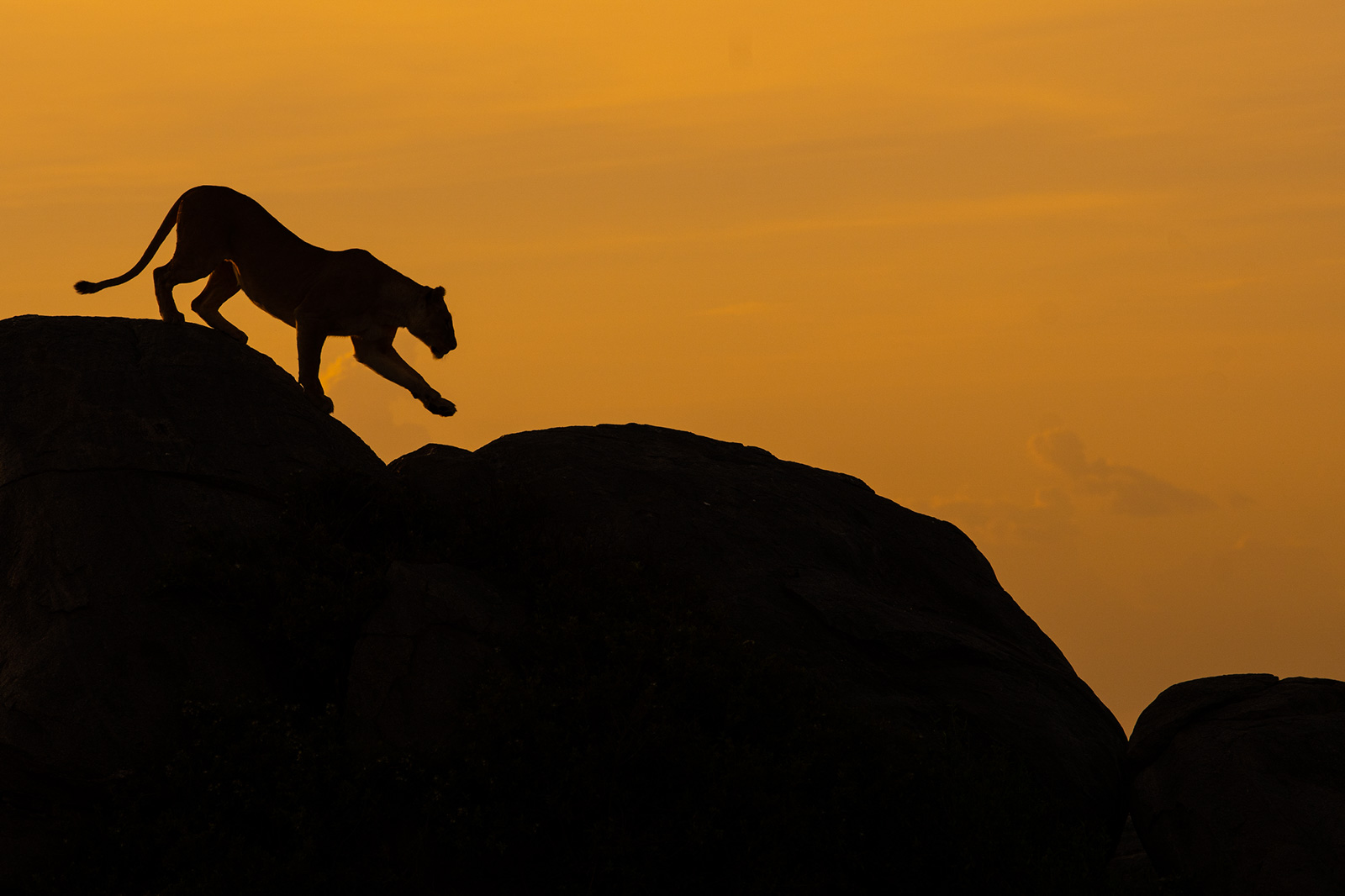 Silhouetted lion