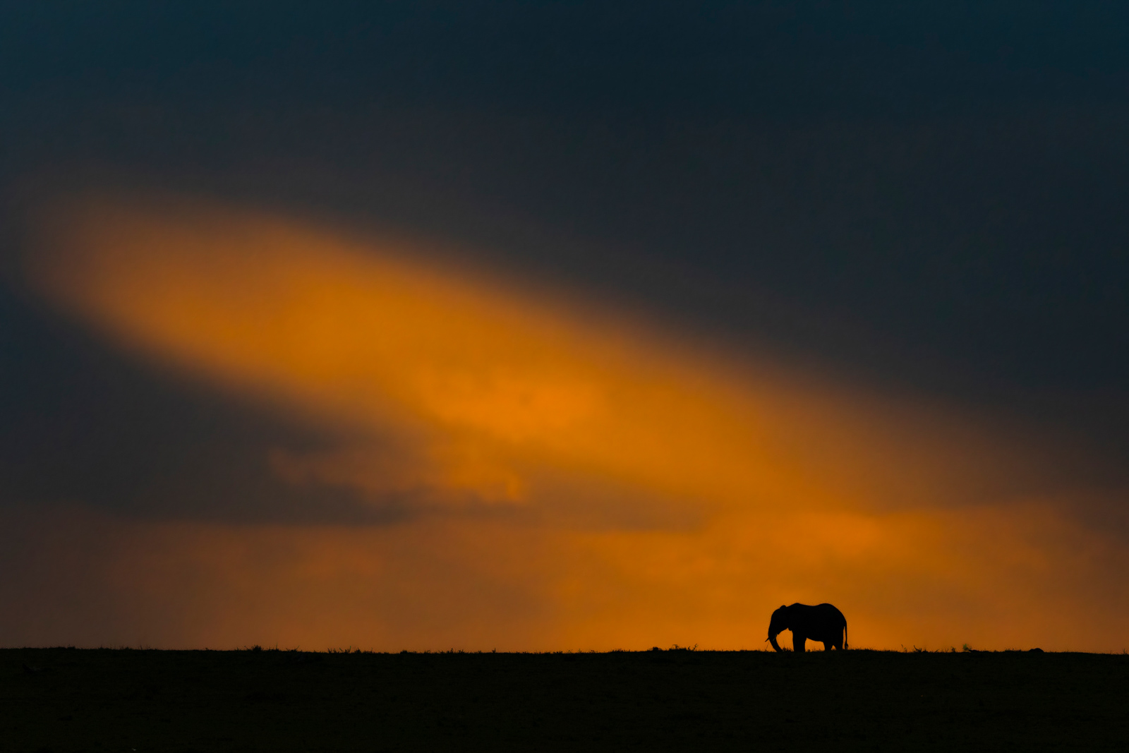 Elephant in african landscape 
