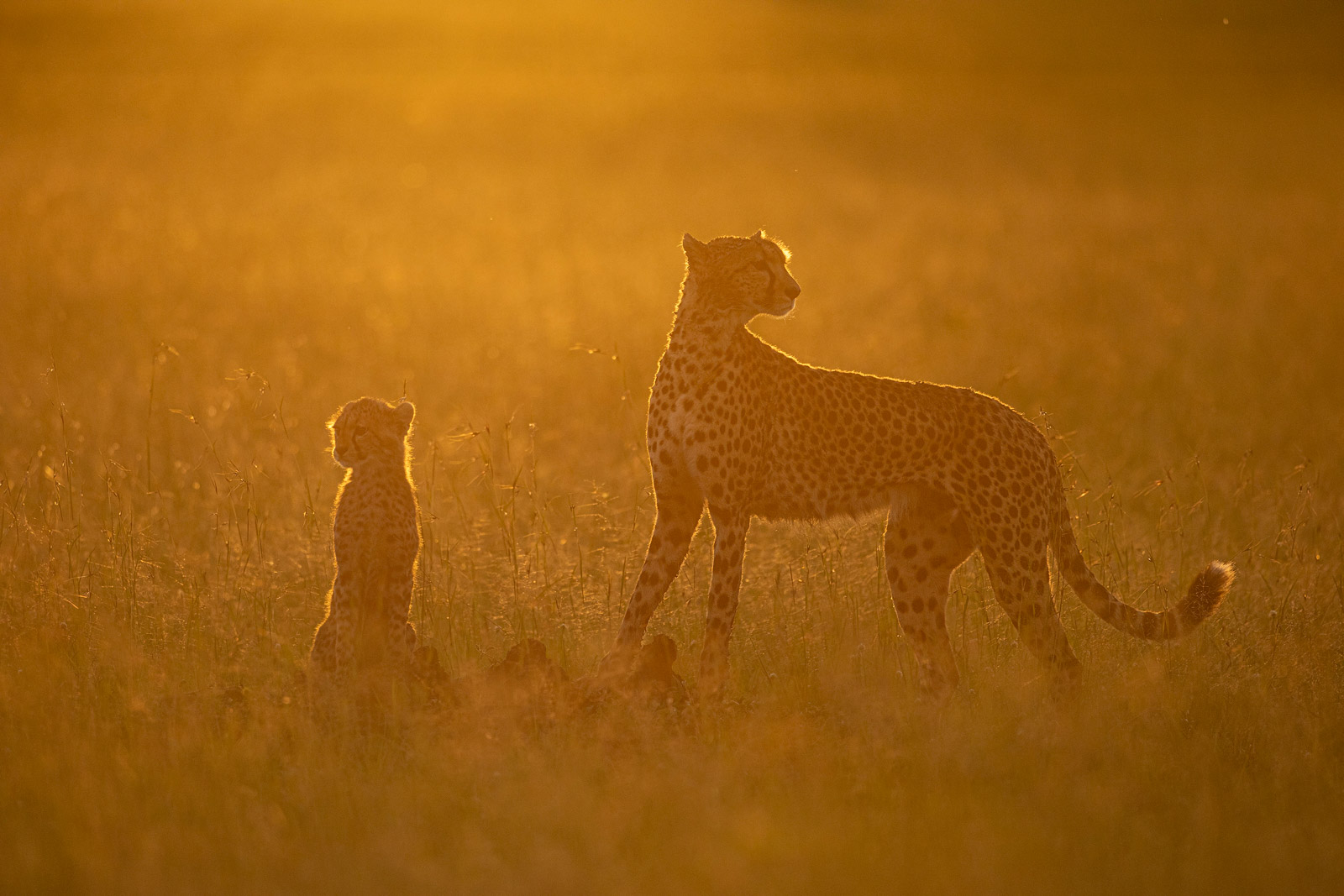 Backlit cheetah and cub