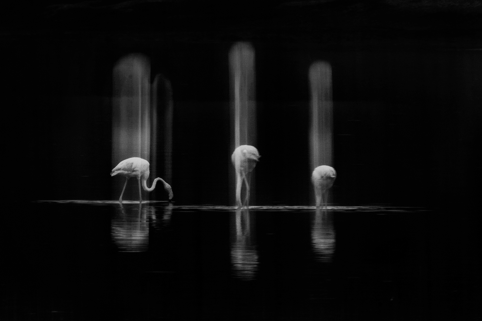 Slow shutterspeed photo of flamingos