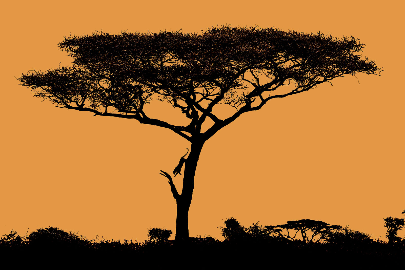 Leopard jumping down a tree - silhouette 