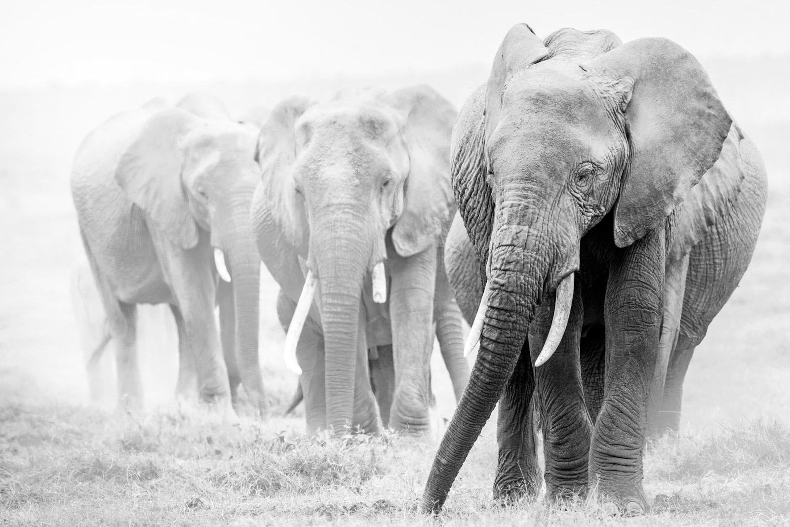 Over exposed elephants for a creative safari photo