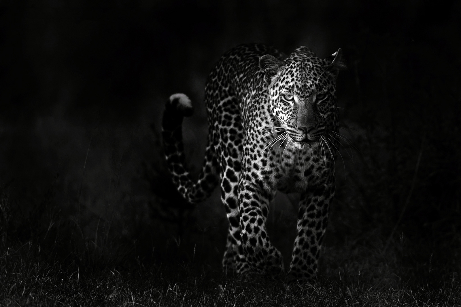 Underexposed leopard photo