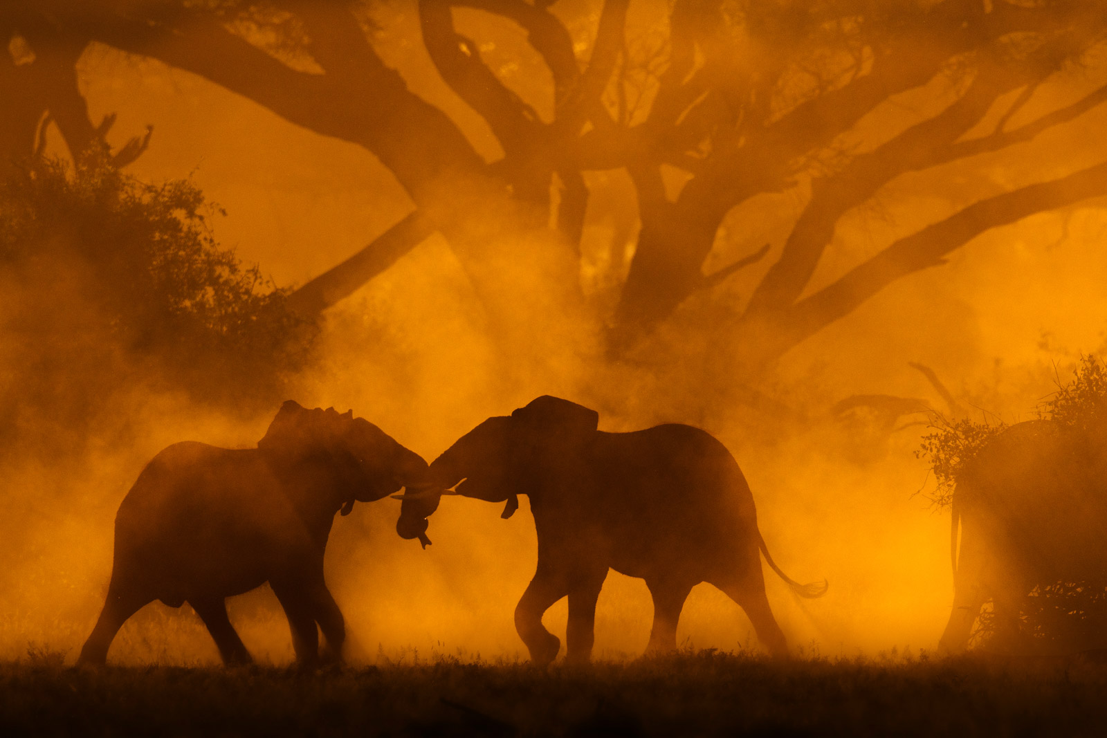 Elephants fighting in backlit dustcloud