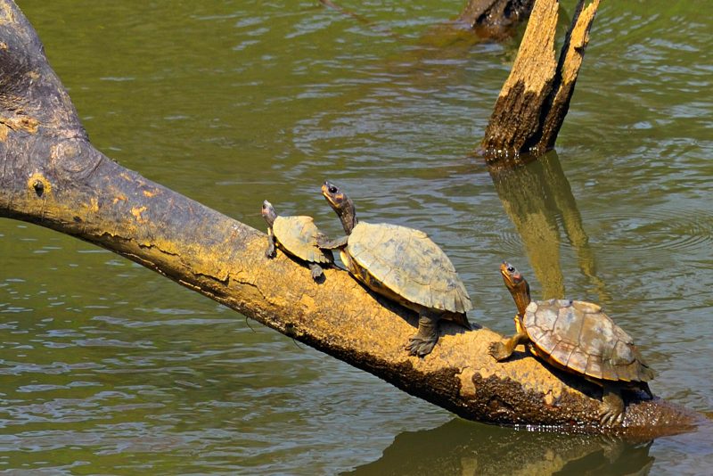 Sun basking turtles in India