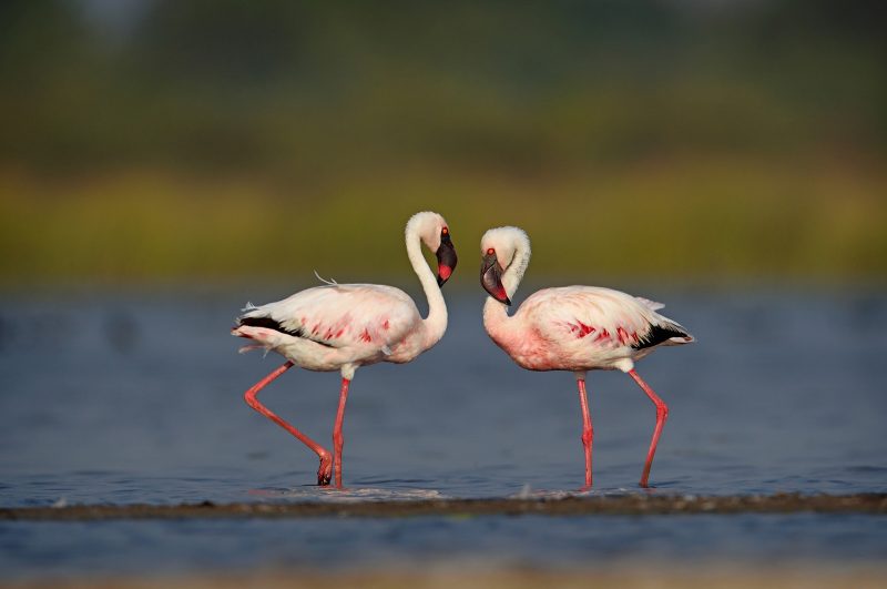 Lesser flamingo photographed in India