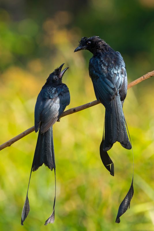 Greater racket-tailed drongo in India