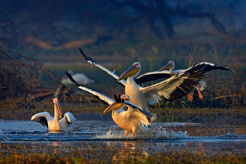 Bharatpur pelican landing in India