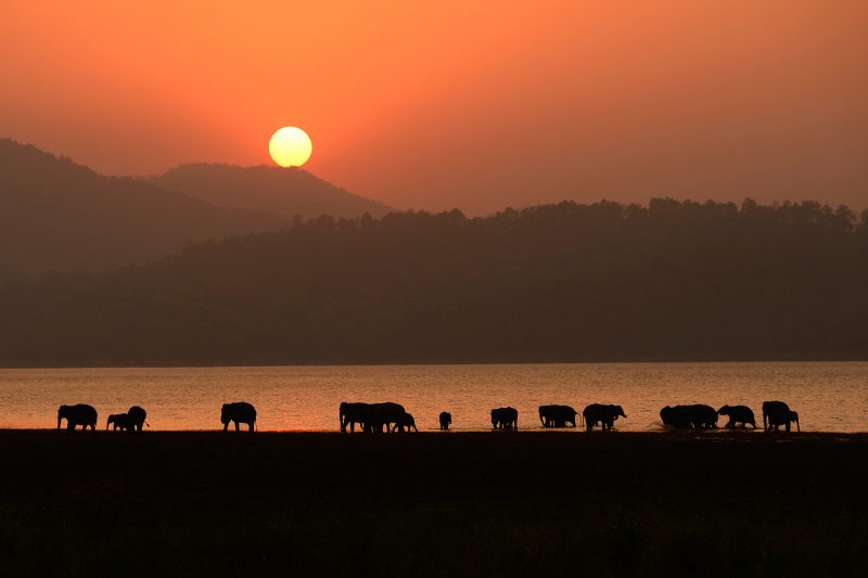 Elephant at sunset in India