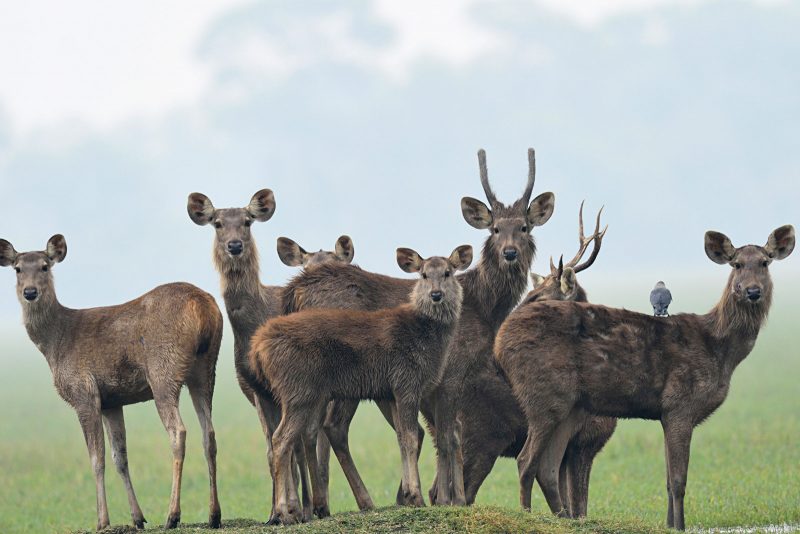 Sambar Deer family photo in India