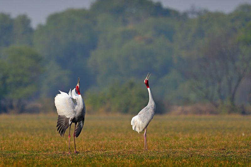 Sarus crane in India