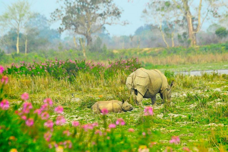 Greater one-horned rhino in India