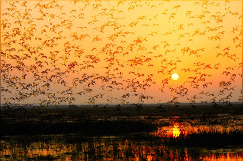 Black tailed godwits at sunset in India