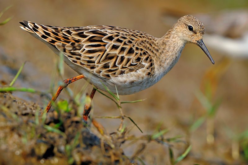 Ruff photographed in India
