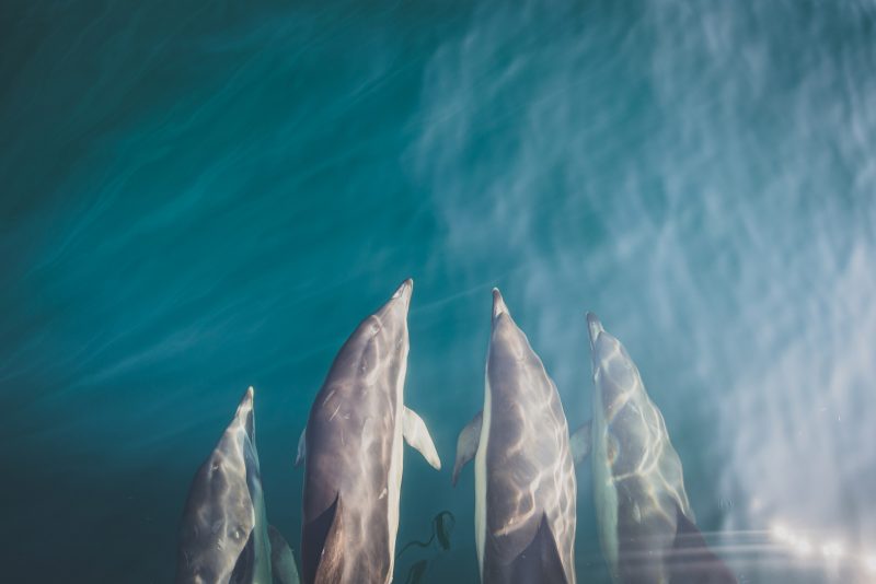 Dolphins photographed from above