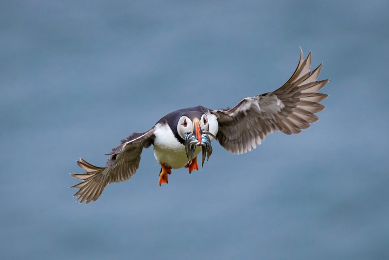 Puffin photo flying with fish in beak