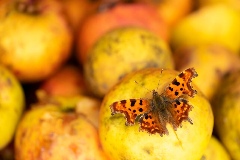 Comma butterfly on apples