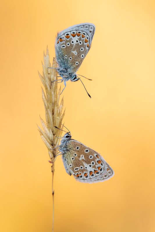 Common blue butterflies