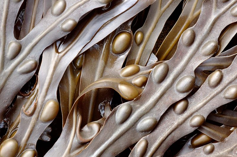 Seaweed macro
