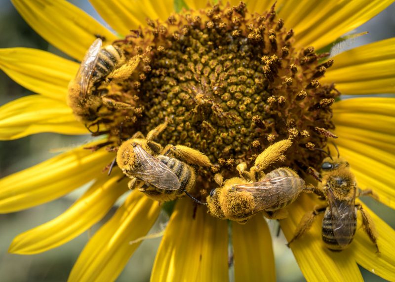 4 bees on a sunflower