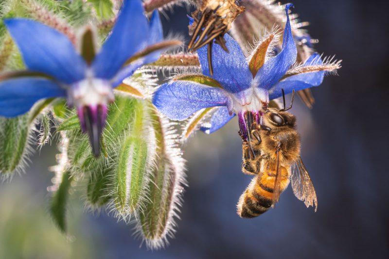 Bee feeding from blue flower