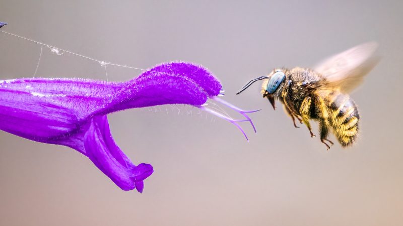 Bee feeding from a flower