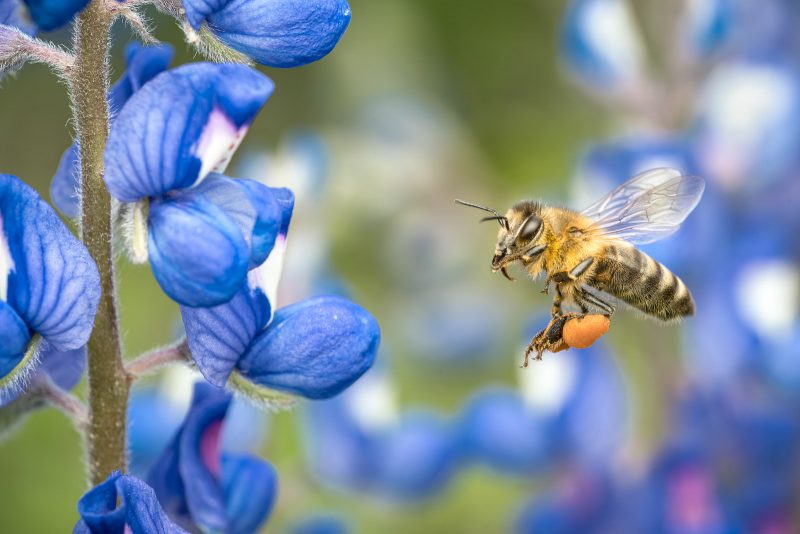 Bee hovering next to blue flower