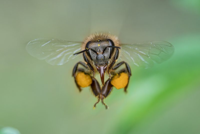 Portrait of flying bee