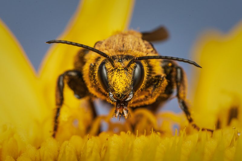 Bee feeding on flower, close up
