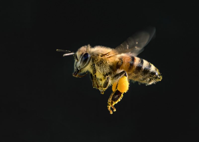 Low key bee in flight