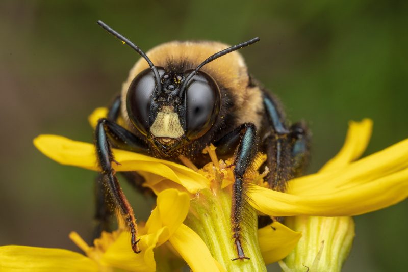 Close up of a bee