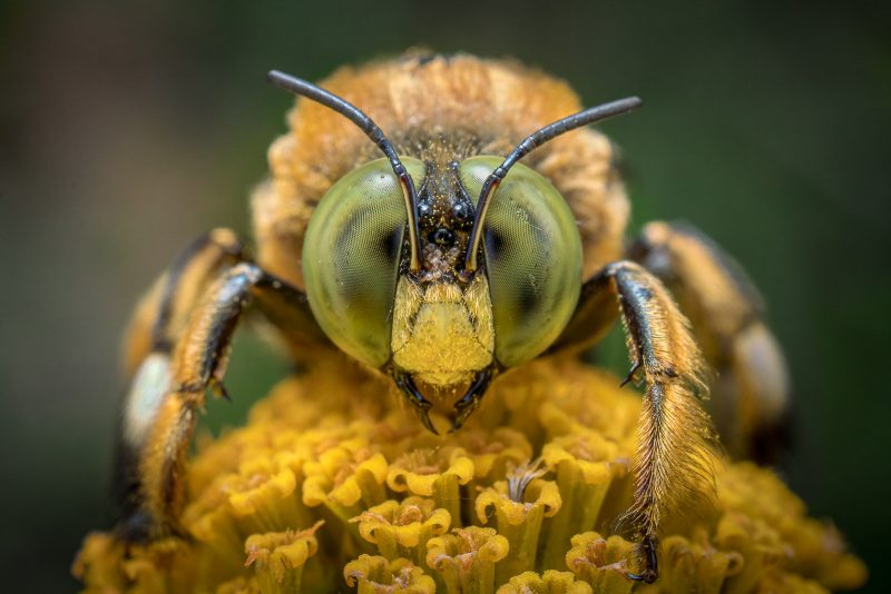 Bee portrait macro shot