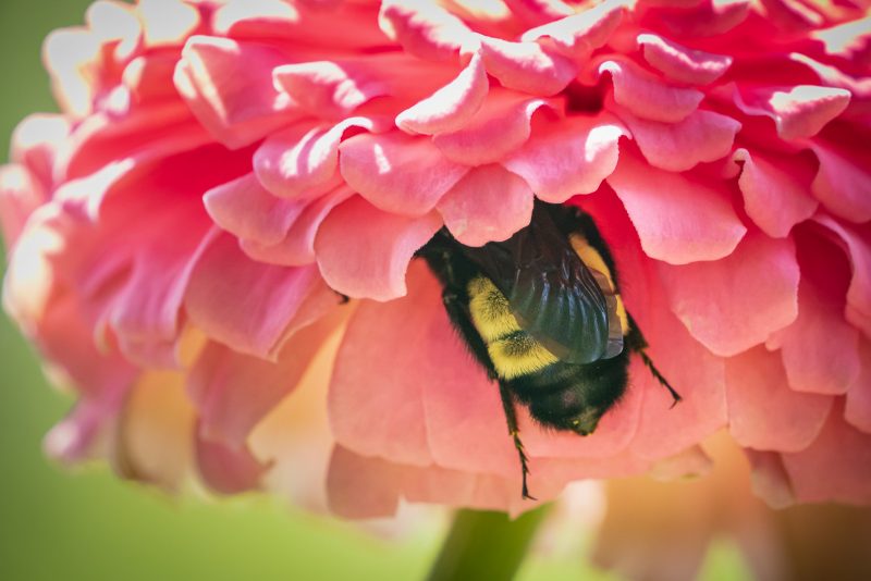 Bee backend feeding in a pink flower