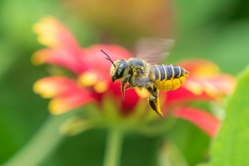 Bee flying in front of red flower