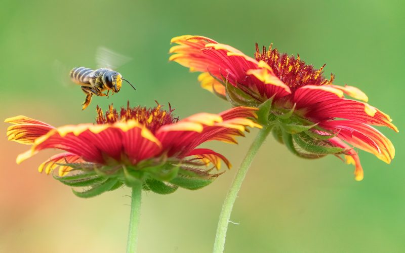 Bee hovering over red flower