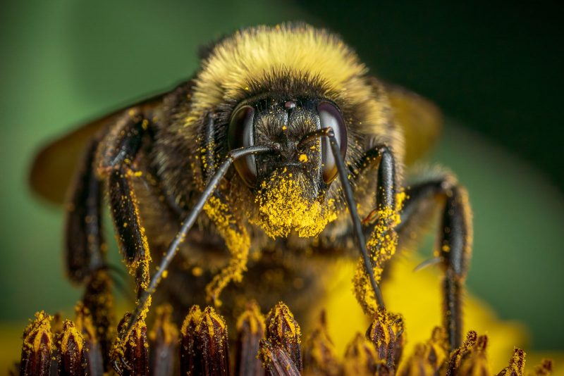 Macro bee portrait