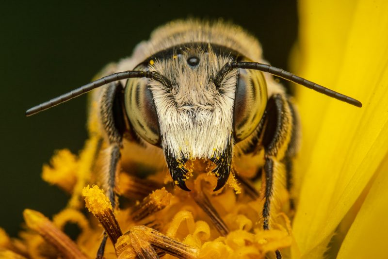 Bee feeding in macro