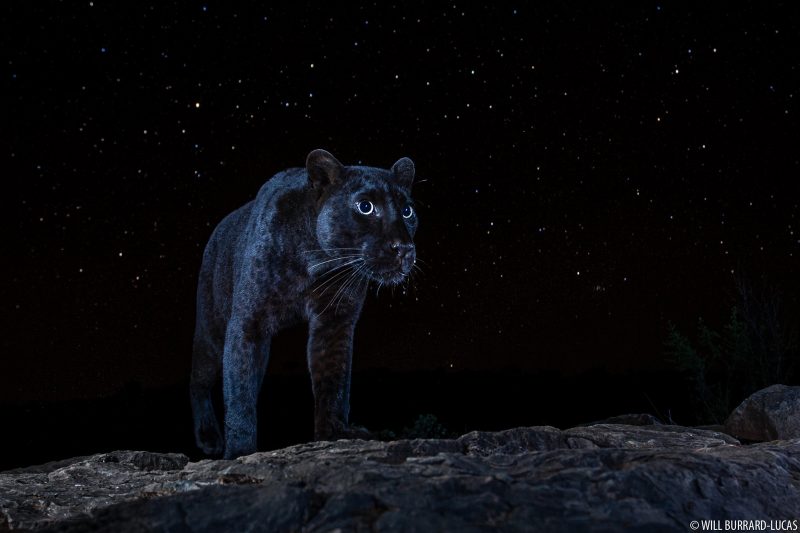 melanistic leopard under stars
