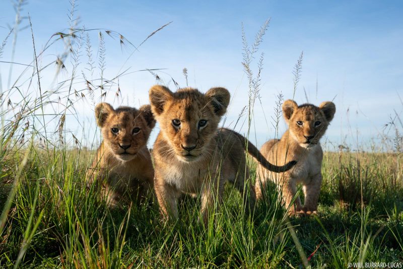 Lion cubs in grass