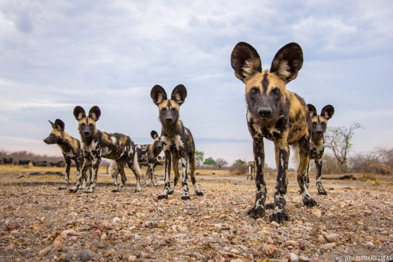 African wild dogs 