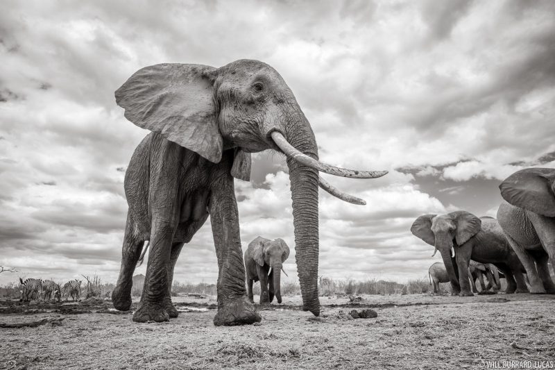 Elephants in black and white