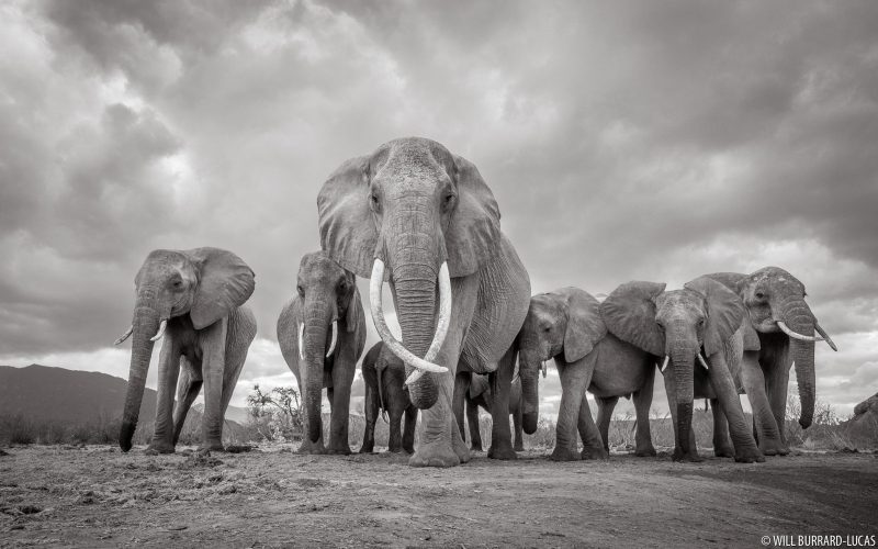 Black and white elephant photo