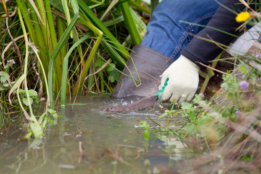 How to Photograph Water Voles in the UK | Nature TTL