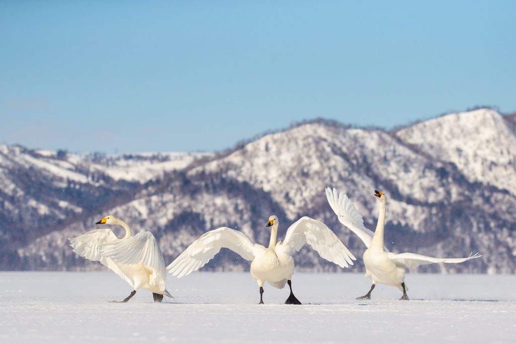 5 Best Wildlife Photography Locations in Japan | Nature TTL