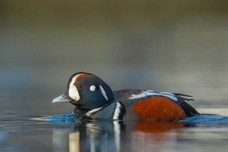 5 Best Wildlife Photography Locations in Japan | Nature TTL